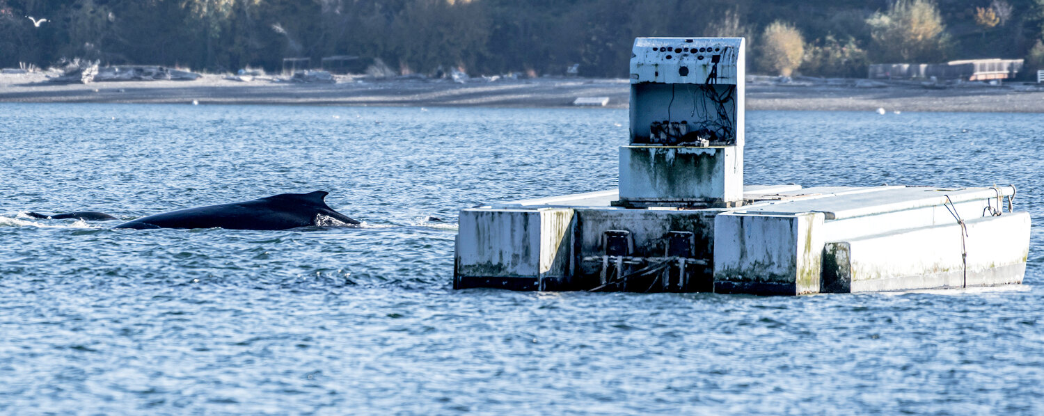 The humpback whale known to local whale watchers as “Malachite,” passes the derelict barge in Henderson Bay.